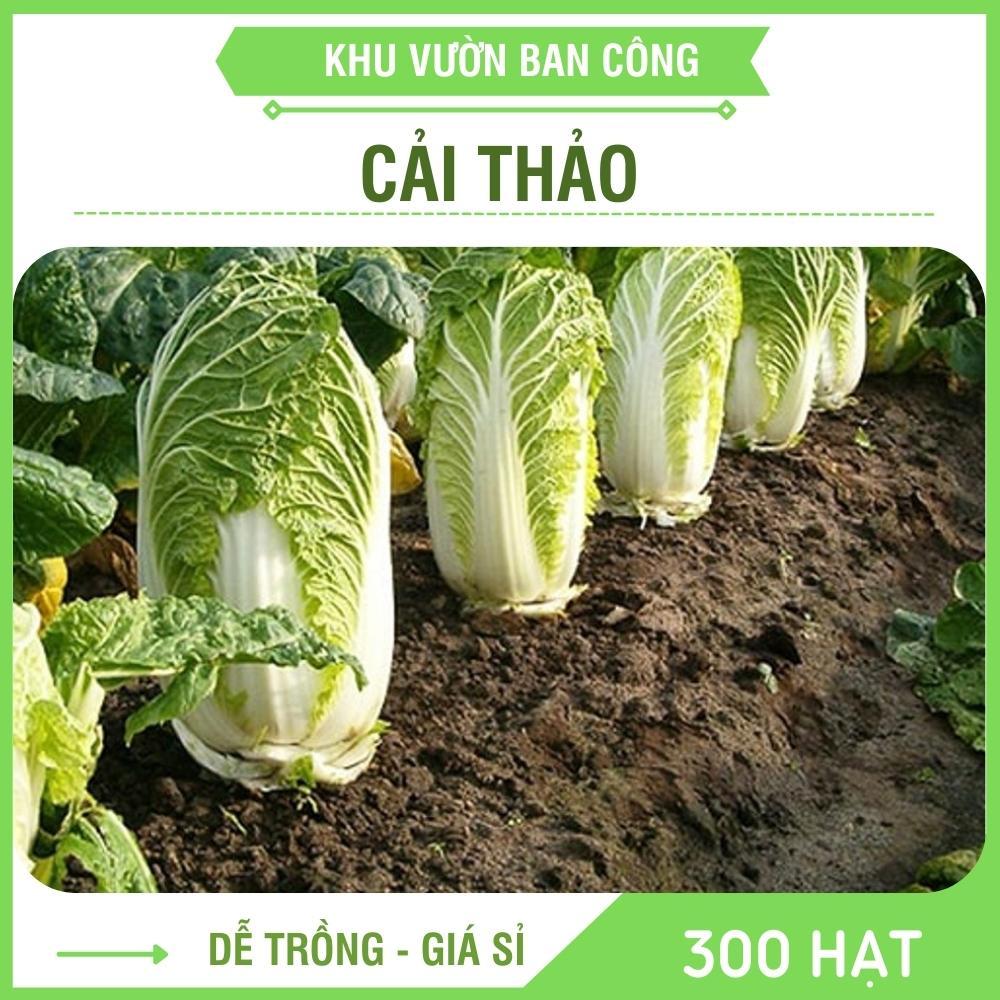 Hạt Giống Rau Cải Thảo F1 Dễ Trồng Năng Xuất Cao Gói 0.5G 300 Hạt - Khu Vườn Ban Công