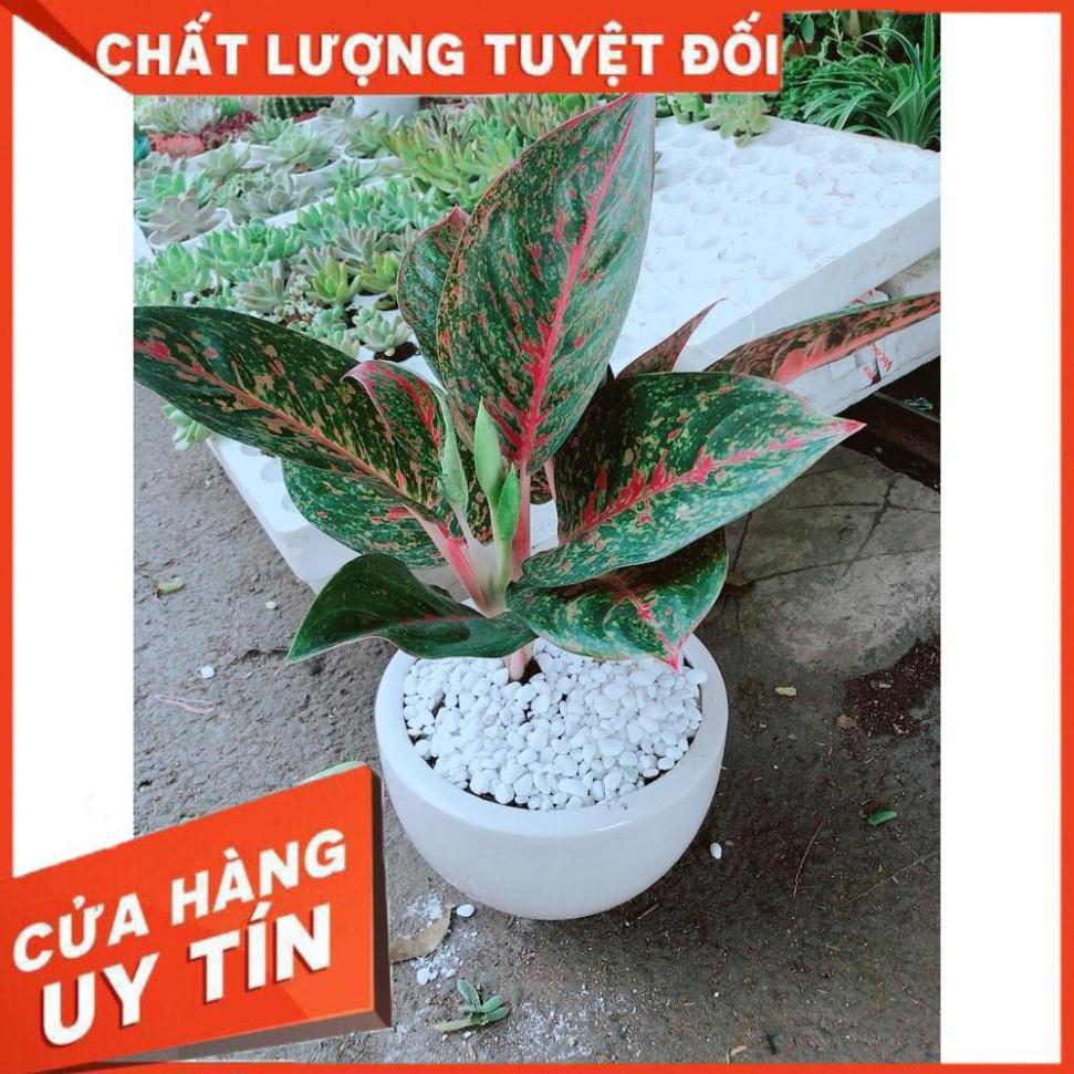 Chậu cây như ý Nhiều Người Mua