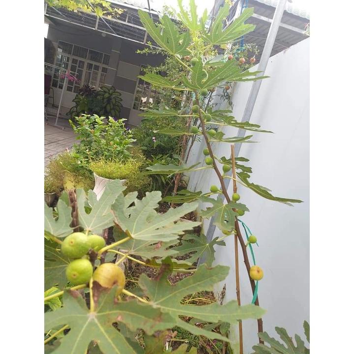 FLASH SALES Cây Táo Đại - Cây Ăn Quả - H2O Farm