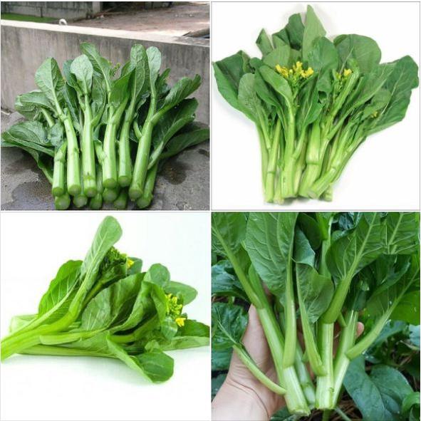 Hạt giống rau Cải ngồng xanh Mập dể trồng-gói 100gram/tặng kèm gói phân bón lót