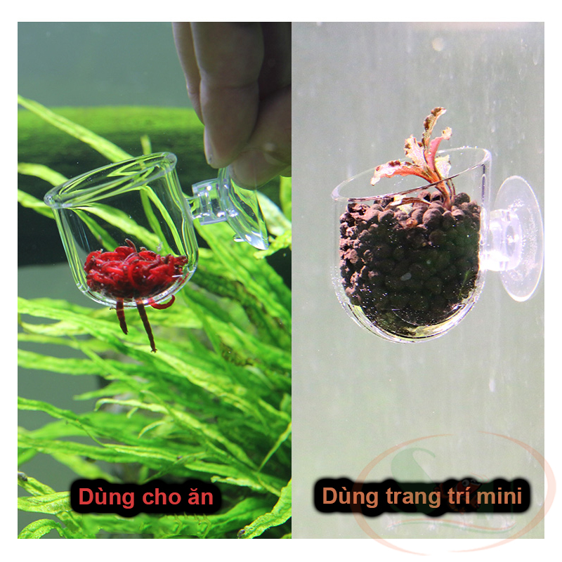 Cốc mica đựng trùng cho cá ăn sâu, trùng huyết, trùn chỉ chén cho ăn bể cá tép