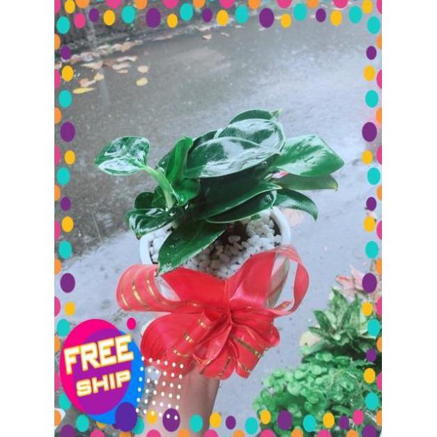 Chậu Trầu Bà Đế Vương Xanh
