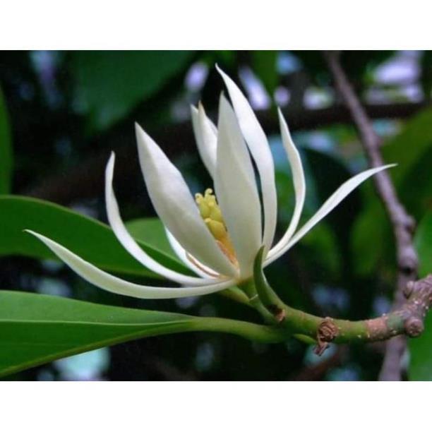 Cây ngọc lan lớn, cao 0,6-0,8m, cây sắp nụ hoặc đang nụ, hoa thơm