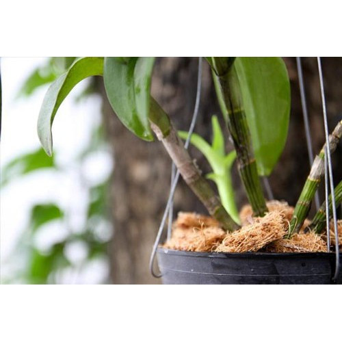 Xơ dừa miếng TRIBAT trồng lan, giữ ẩm, dinh dưỡng tốt - 200g