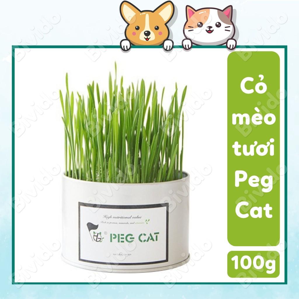 Cỏ mèo tươi, cỏ nếp cho mèo Peg Cat bảo vệ hệ tiêu hóa hộp 100g - Bivido Pet Shop