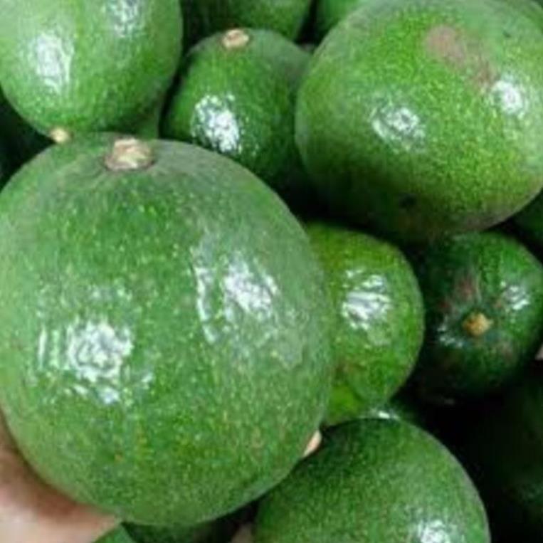 Cây giống bơ Both 7 Bơ trái vụ giống mới ăn ngon năng suất cao