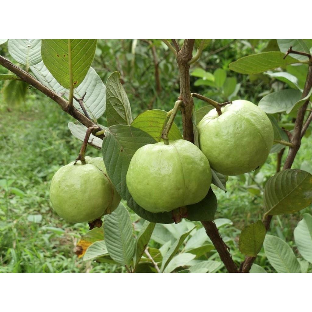 COMBO 2 CÂY ỔI NỮ HOÀNG - Hàng cây giống chuẩn F1