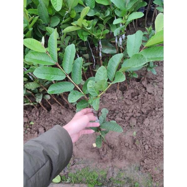 Cây giống Ổi găng Đông Dư (ổi tứ quý) cây cho quả quanh năm
