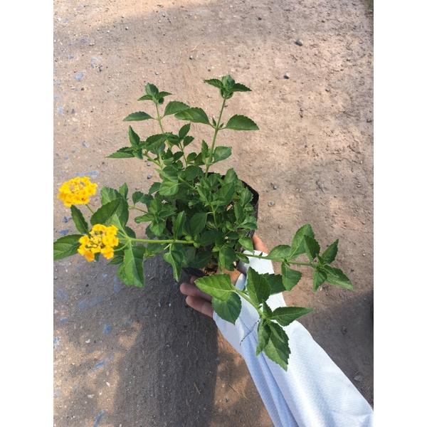 Cây hoa ngũ sắc vàng rủ trồng bịch đen ,thích hợp trồng công trình trang trí sân vườn