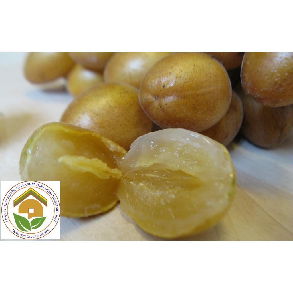 CÂY GIỐNG QUẤT HỒNG BÌ