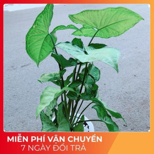 Chậu Trầu Bà Trắng