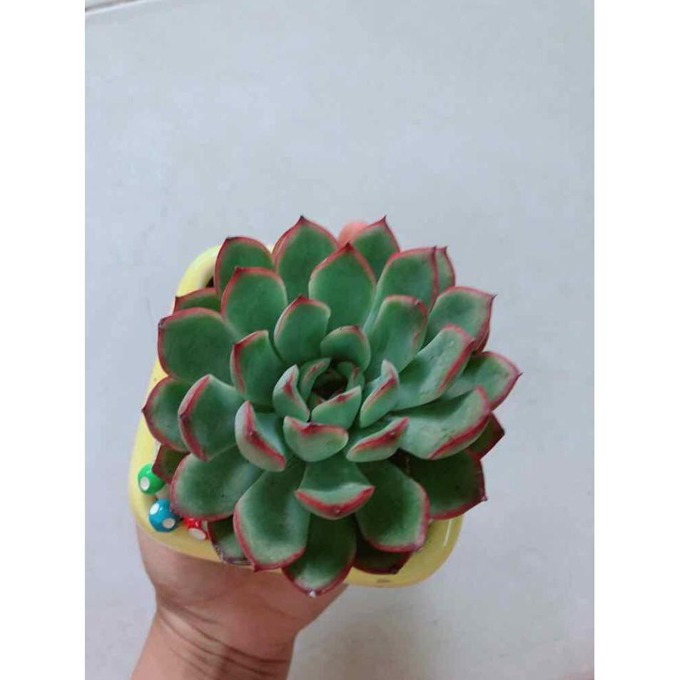 Chậu cây sen đá Bán Chạy