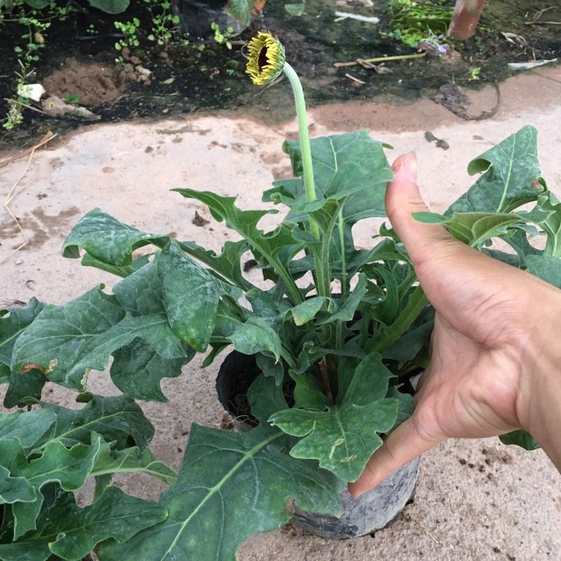 Cây Hoa Đồng Tiền CAO Trồng Bầu Đen Đã Có Nụ Chiều Cao 20cm Hoa Quanh Năm