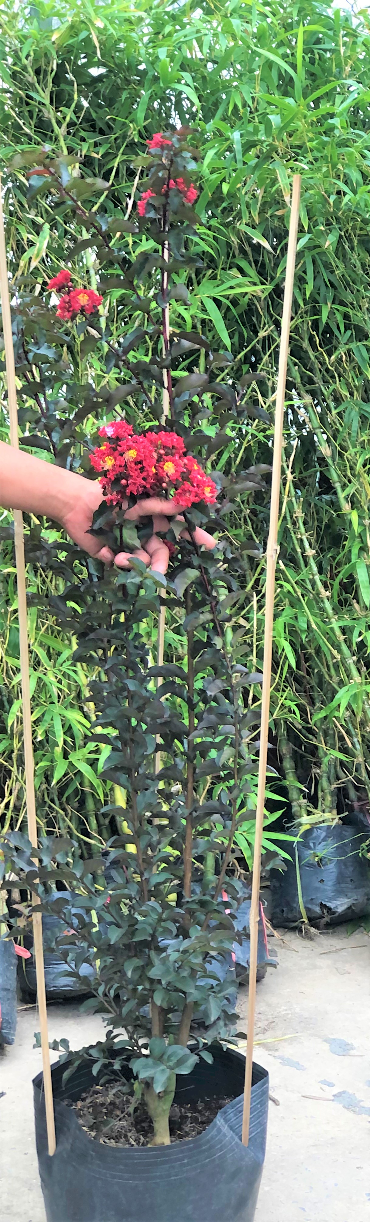 Cây Tường Vi Huyết Long cao 150 cm