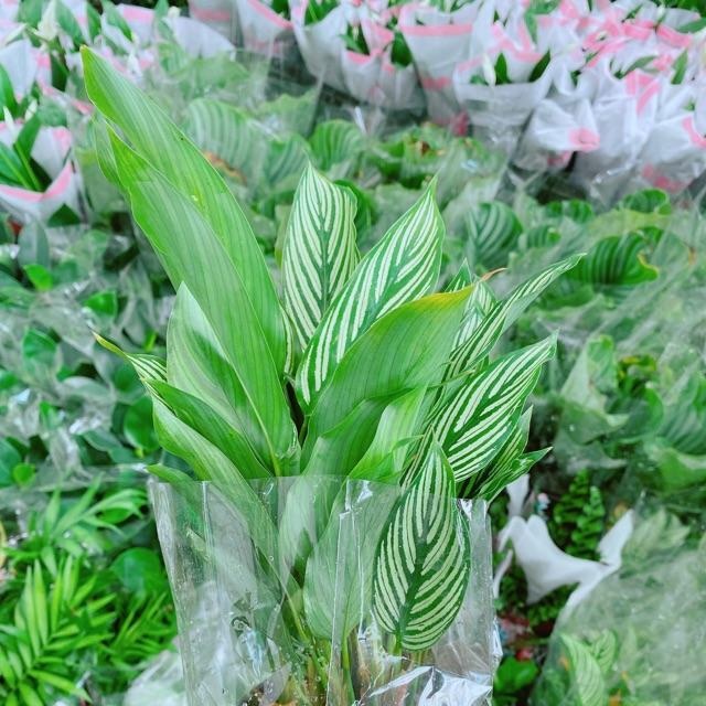 Chậu đuôi công xanh