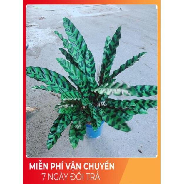 Đuôi Công Phụng Xanh