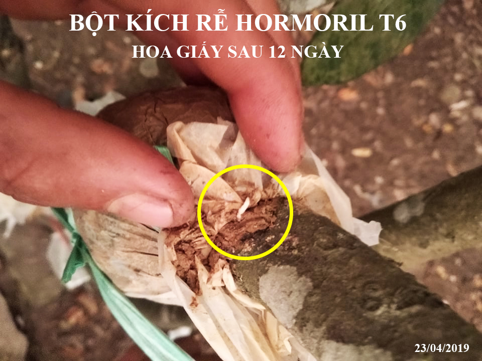 Bột Kích Ra Rễ Israel cho cây Thân Gỗ Hormoril T6 (T with Fungicide)