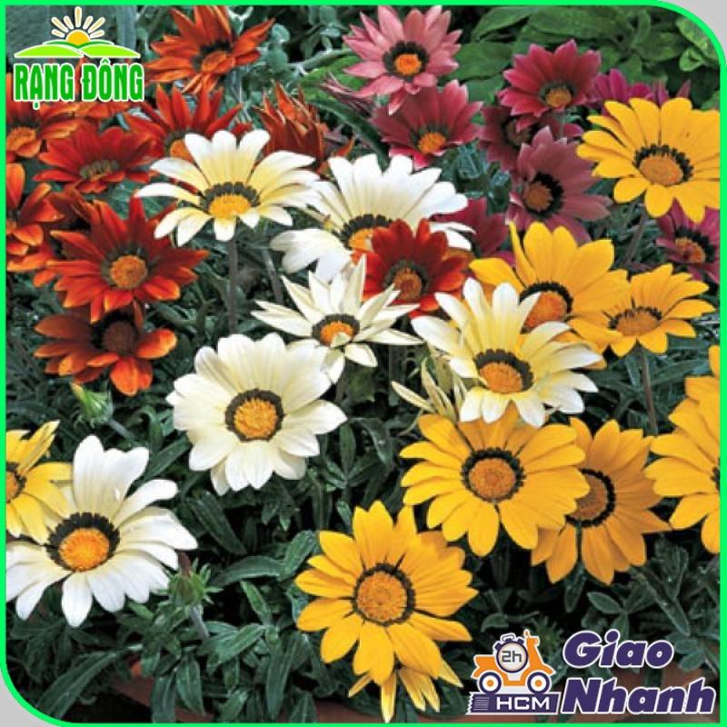 Hạt giống Hoa Cúc Huân Chương Nhiều Màu Rd 802 (0,03g~30 hạt) thân cao 20-25cm, trồng quanh năm - Hạt giống Rạng Đông