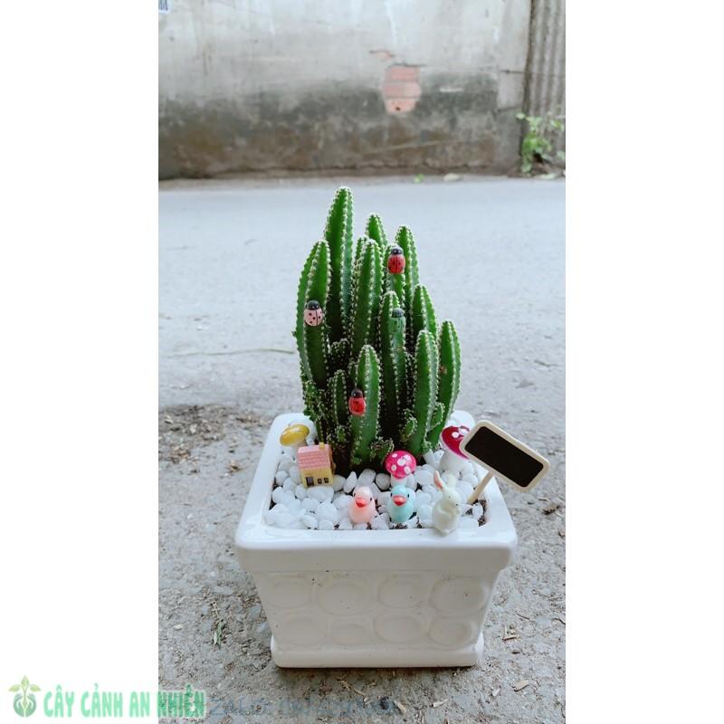 Chậu Xương Rồng Thanh Sơn Tiểu Cảnh