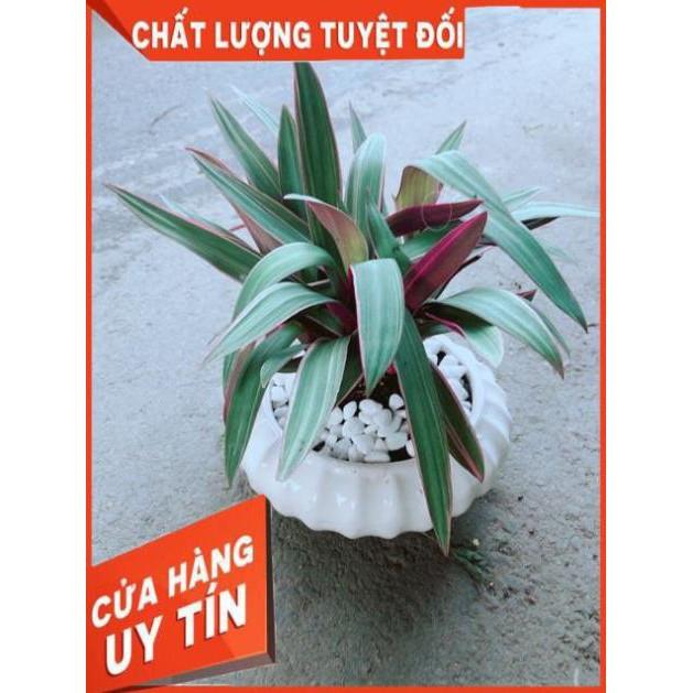 Chậu Cây Bảy Sắc Cầu Vòng