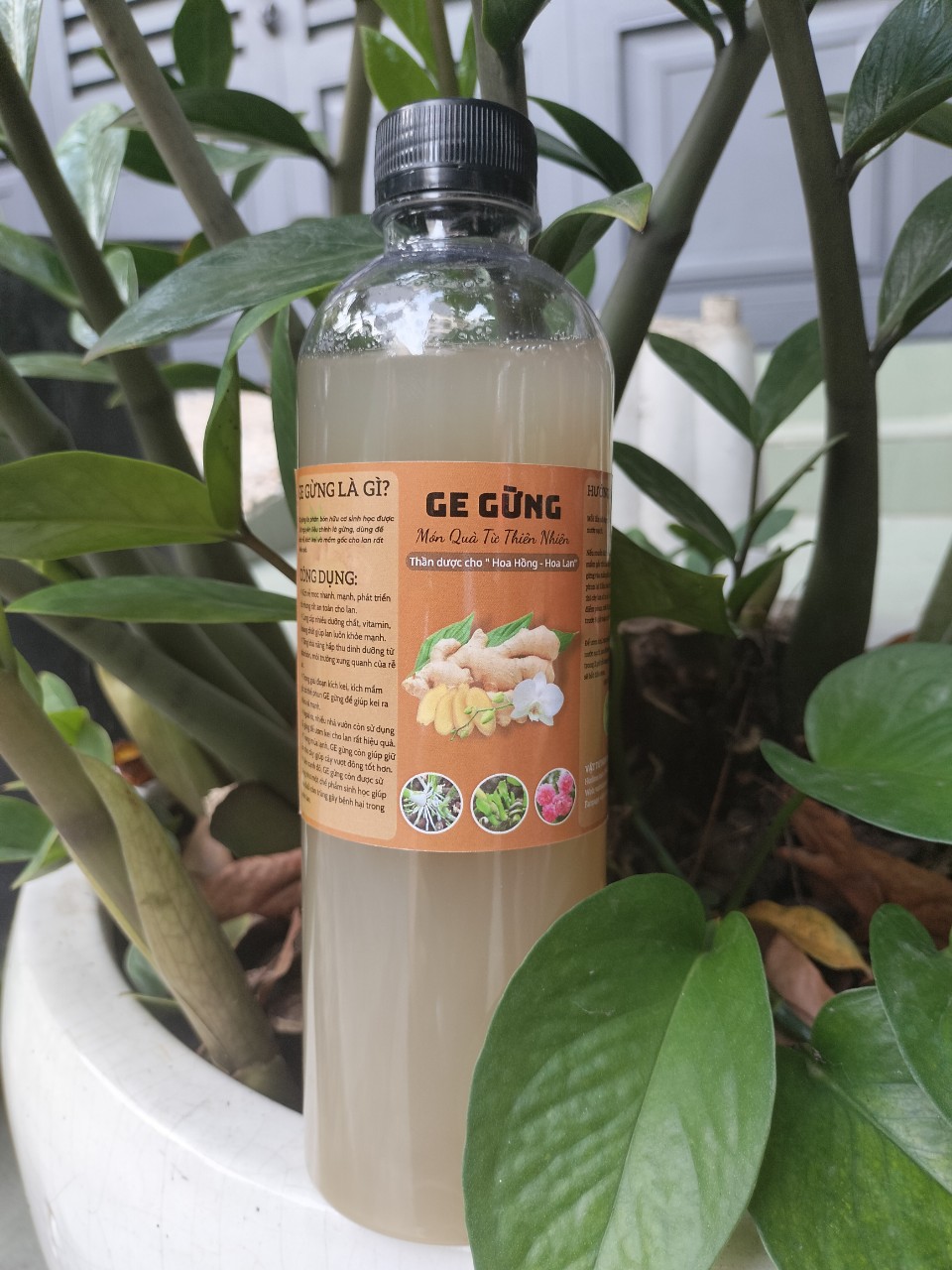 GE Gừng - chai 500ml - Phân bón hữu cơ, kích kie, kích mầm, kích rễ.