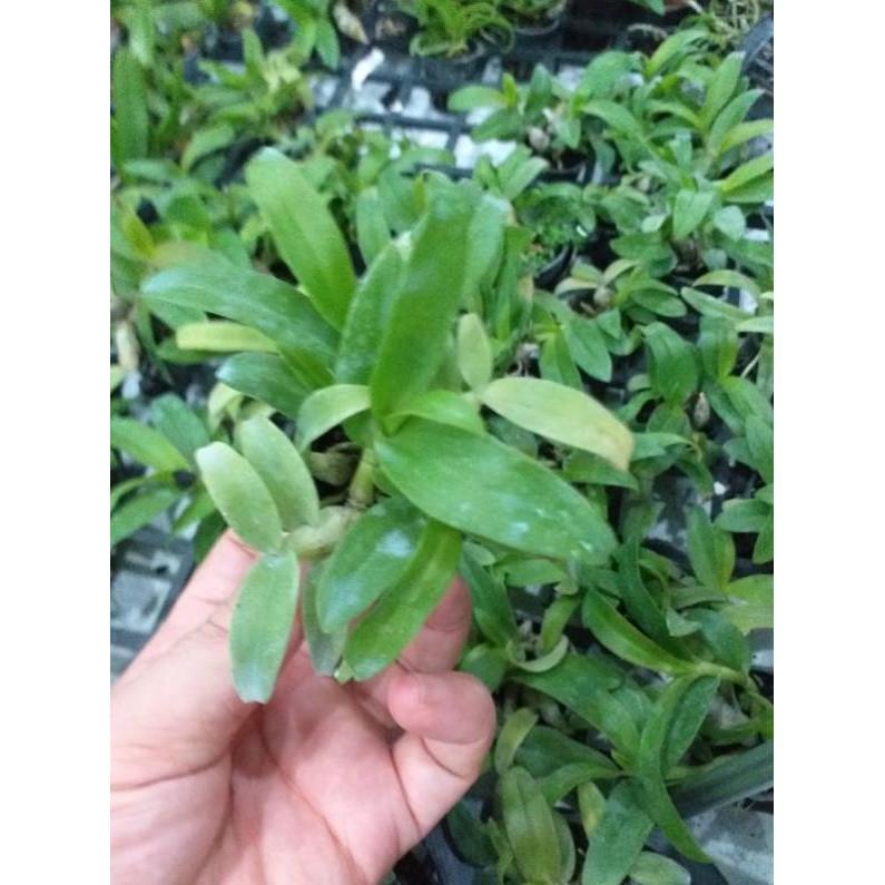 Hoa phong lan - trầm 5ct
