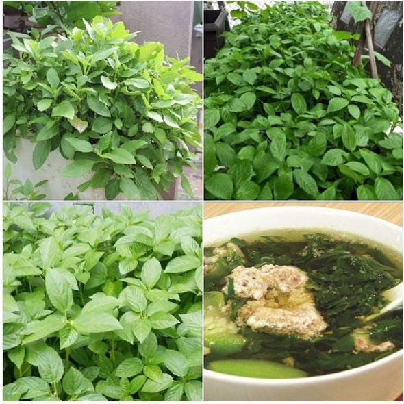 Hạt giống rau đay xanh/gói 20 gram-tặng kèm gói phân bón lót