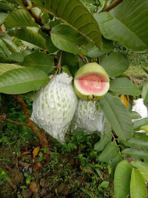 CÂY GIỐNG ỔI TÂN CHÂU SIÊU SỚM
