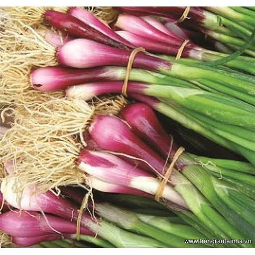 Hạt giống hành gốc đỏ cao sản 2gr/gói