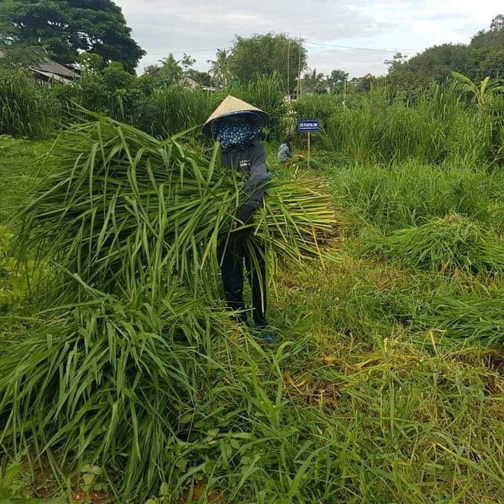 Hạt Giống Cỏ Paspalum Atratum - Cỏ Chịu Ngập Úng, CHịu Ngập Nước Rất Tốt