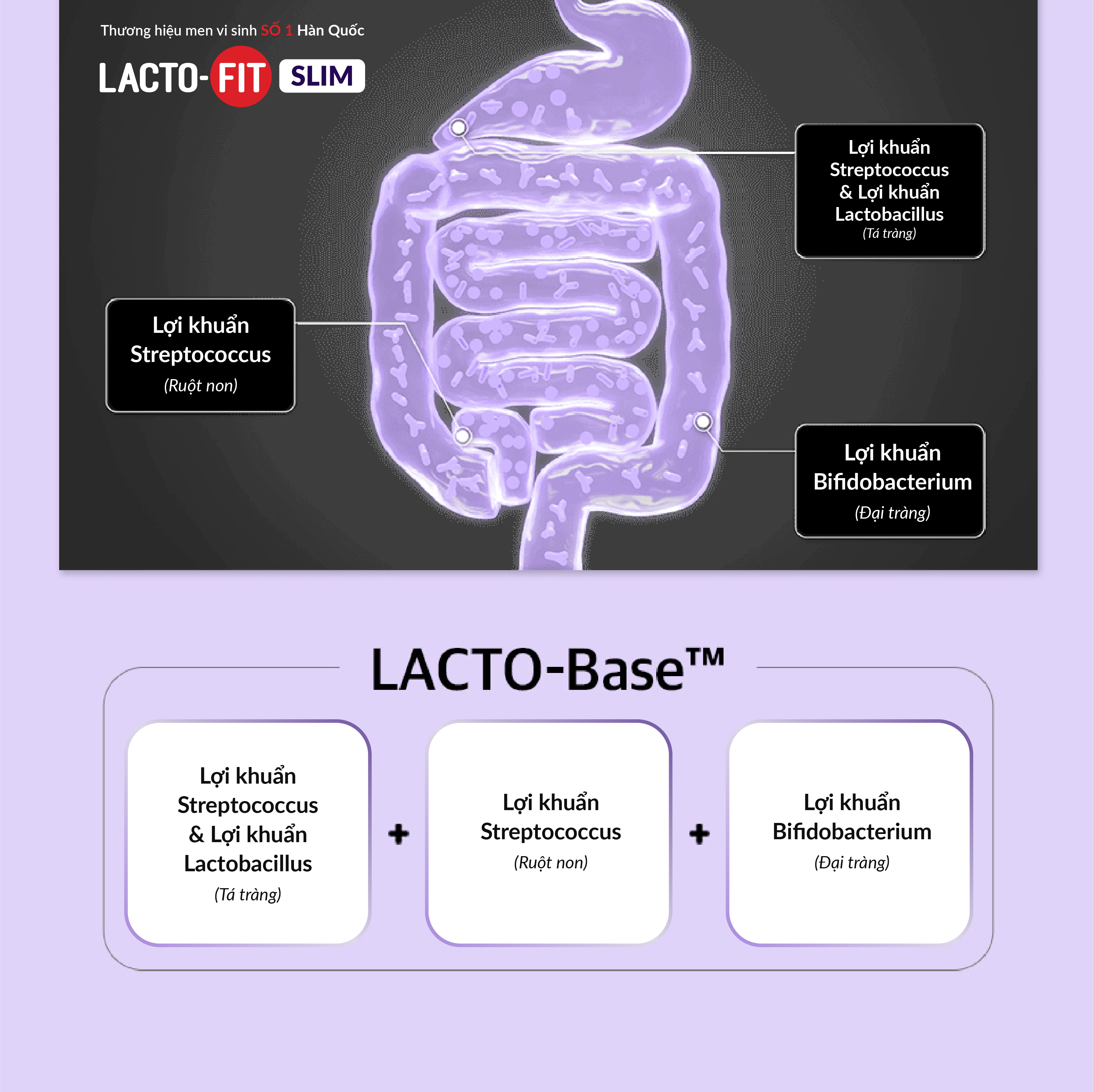 Gói Lẻ Men Vi Sinh LACTO-FIT SLIM - Ổn Định Tiêu Hoá & Hỗ Trợ Giảm Cân