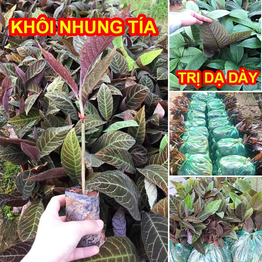 Cây Giống Khôi Nhung Tía Tốt Cho Dạ Dày