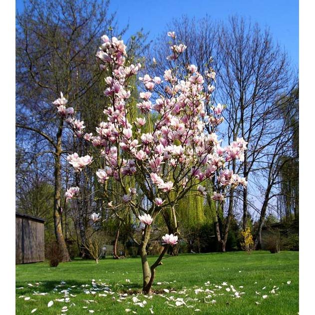 Hoa mộc lan siêu nụ siêu đẹp đủ màu