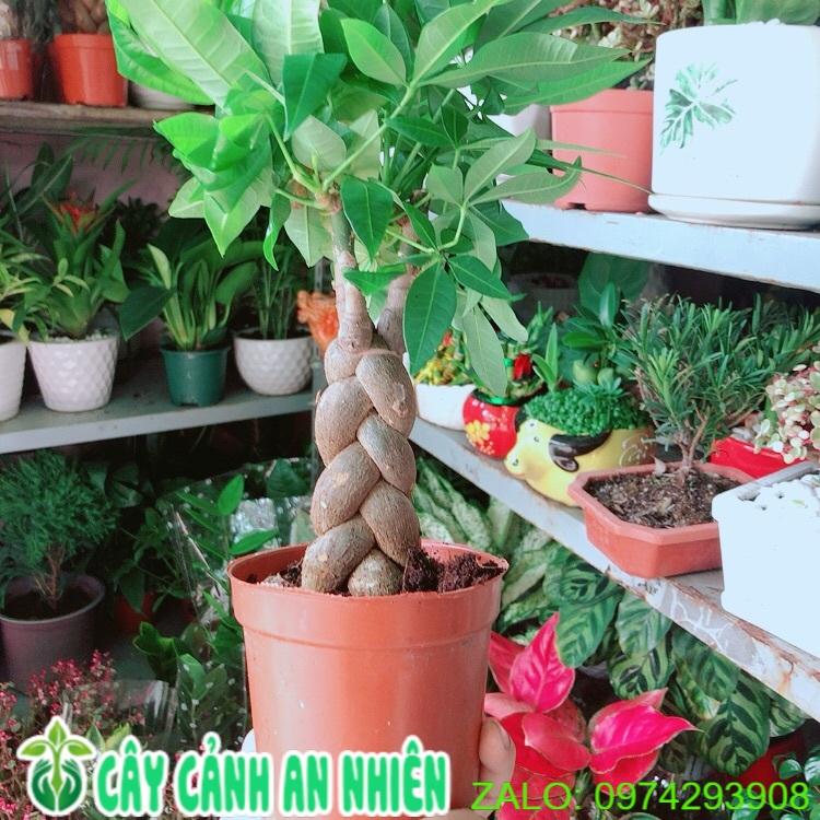 Kim Ngân Thắt Bính 3 Thân