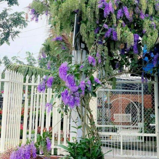 Cây mai xanh thái cao 1m ra hoa sau 4 tháng