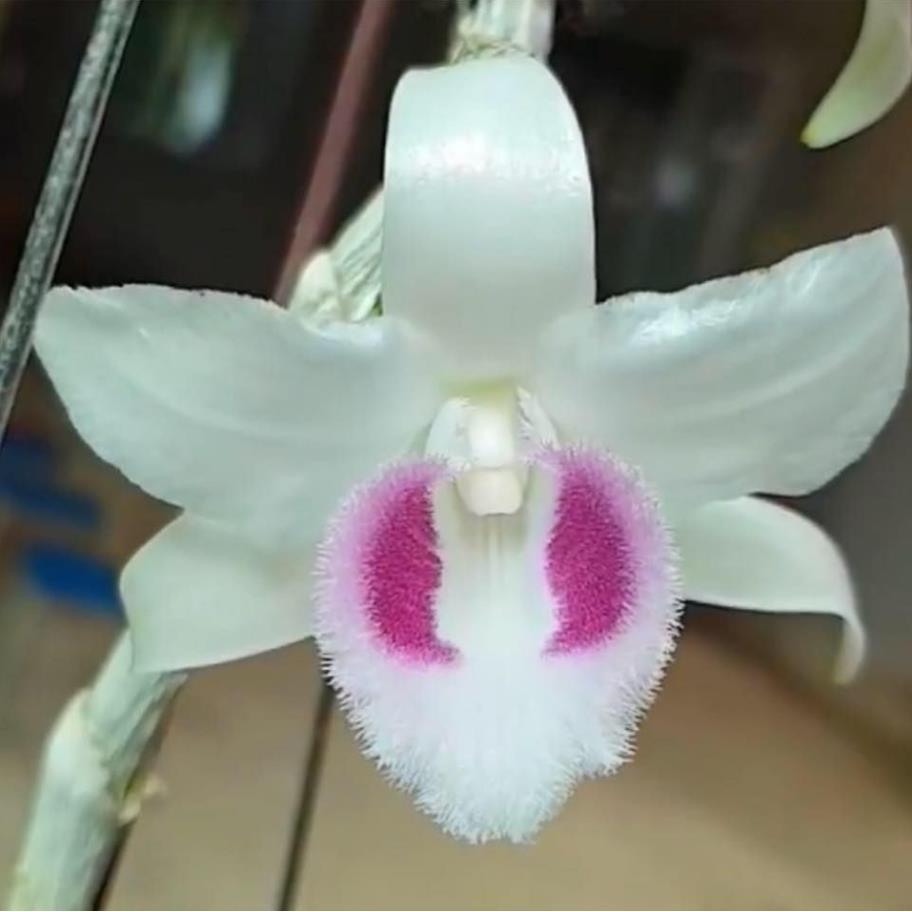 Cốc phi điệp 5 cánh trắng HO - hàng gieo hạt - hoa xổ số - hoa siêu đẹp giá rẻ