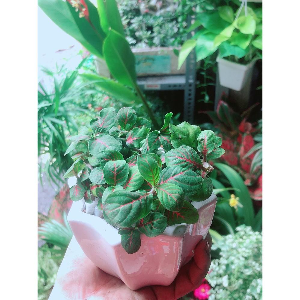 Chậu Cây Cẩm Nhung