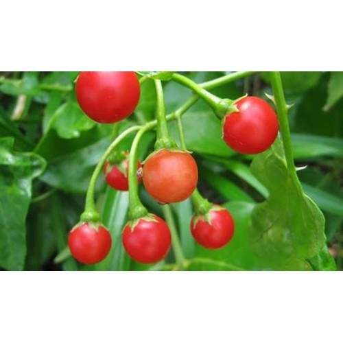 COMBO 2 CÂY GIỐNG CÀ GAI LEO SIÊU TỐT - CB2CGCGL