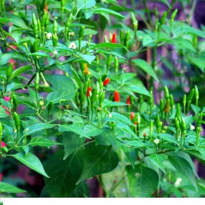 Hạt Giống Ớt Xiêm Rừng Siêu Cay -