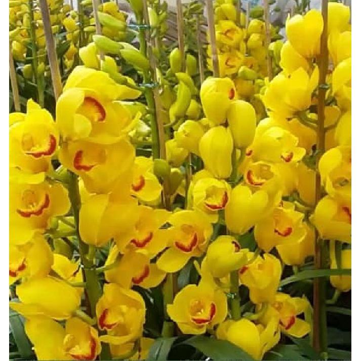 Củ giống hoa địa lan santo hoa màu vàng - 1 củ