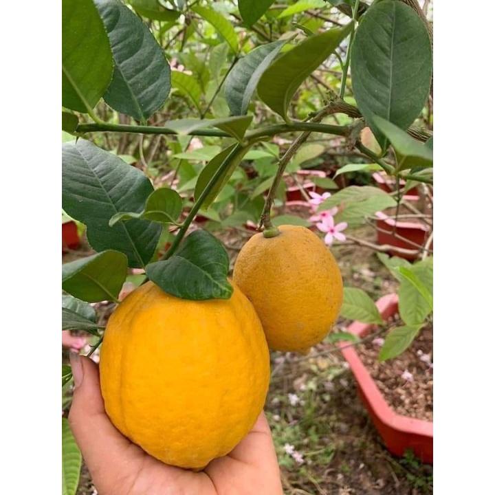Cây Chanh Vàng Mỹ