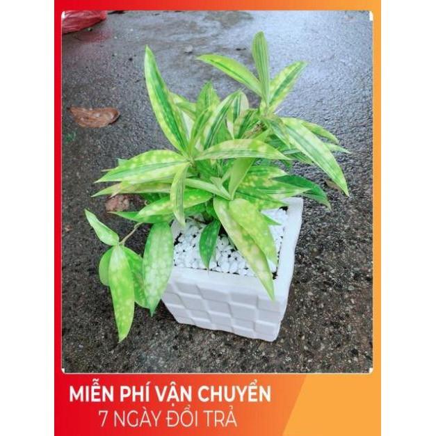 Chậu Cây Trúc Nữ Hoàng