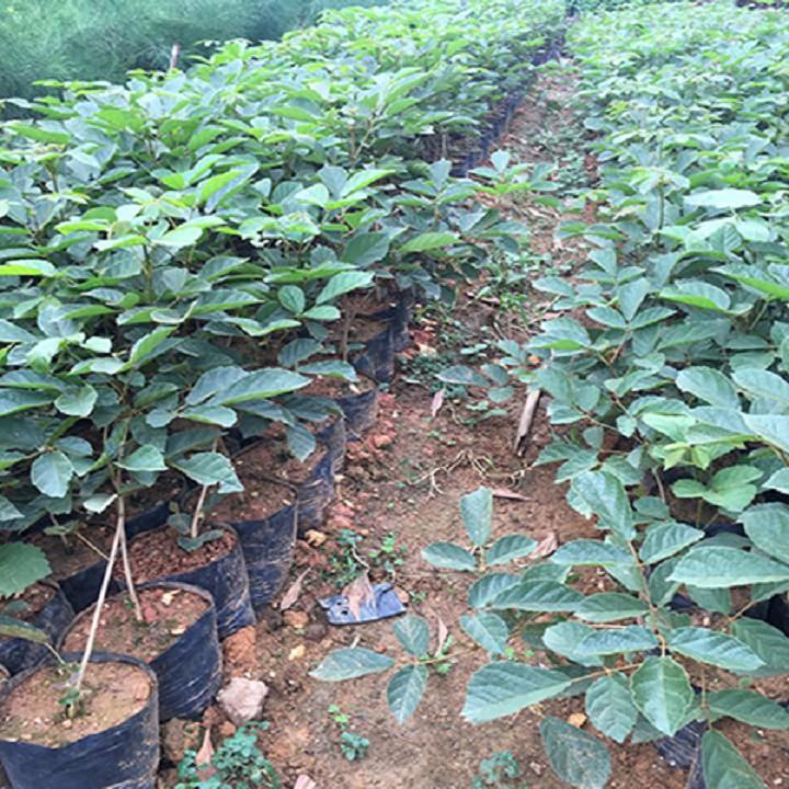COMBO 2 BẦU CÂY PHONG LINH VÀNG GIỐNG