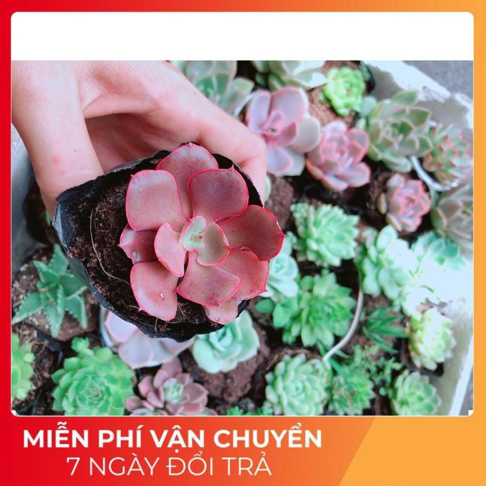 Combo 10 Cây Sen Đá