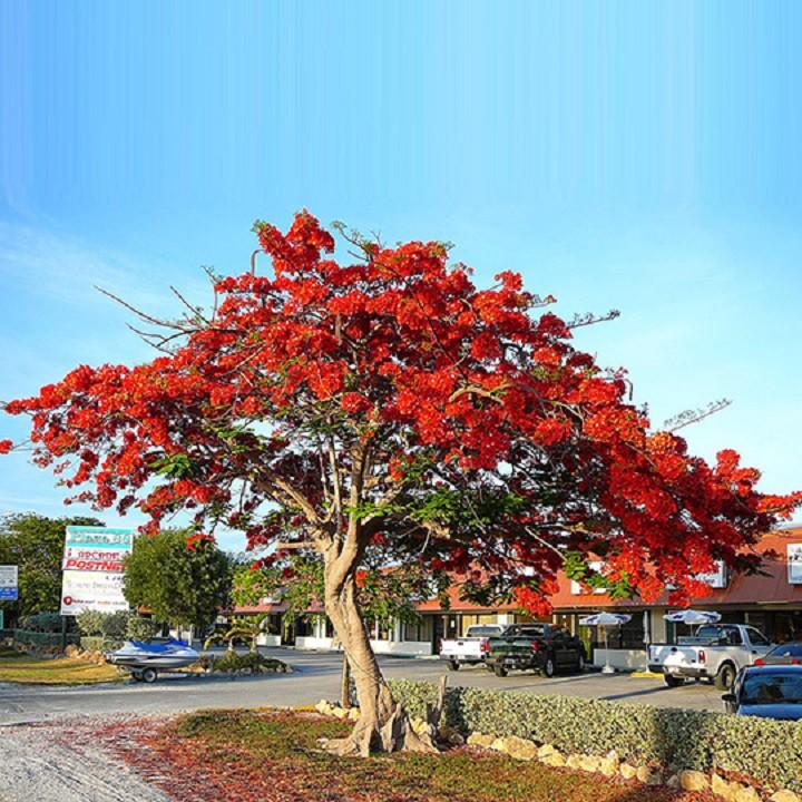 CÂY GIỐNG CÂY HOA PHƯỢNG ĐỎ  SIÊU ĐẸP -
