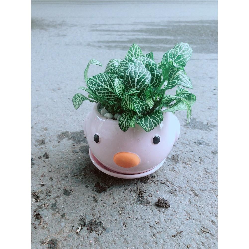 Chậu Cẩm Nhung Vịt Hồng