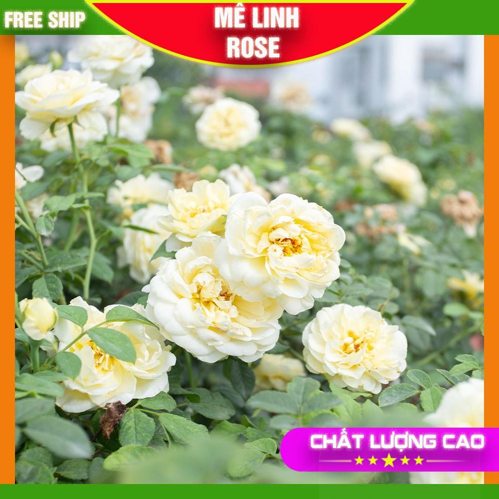 Hoa Hồng Ngoại Màu Trắng- Vàng Tươi Sáng Bông Nở To Mùi Hương Thơm Nhẹ