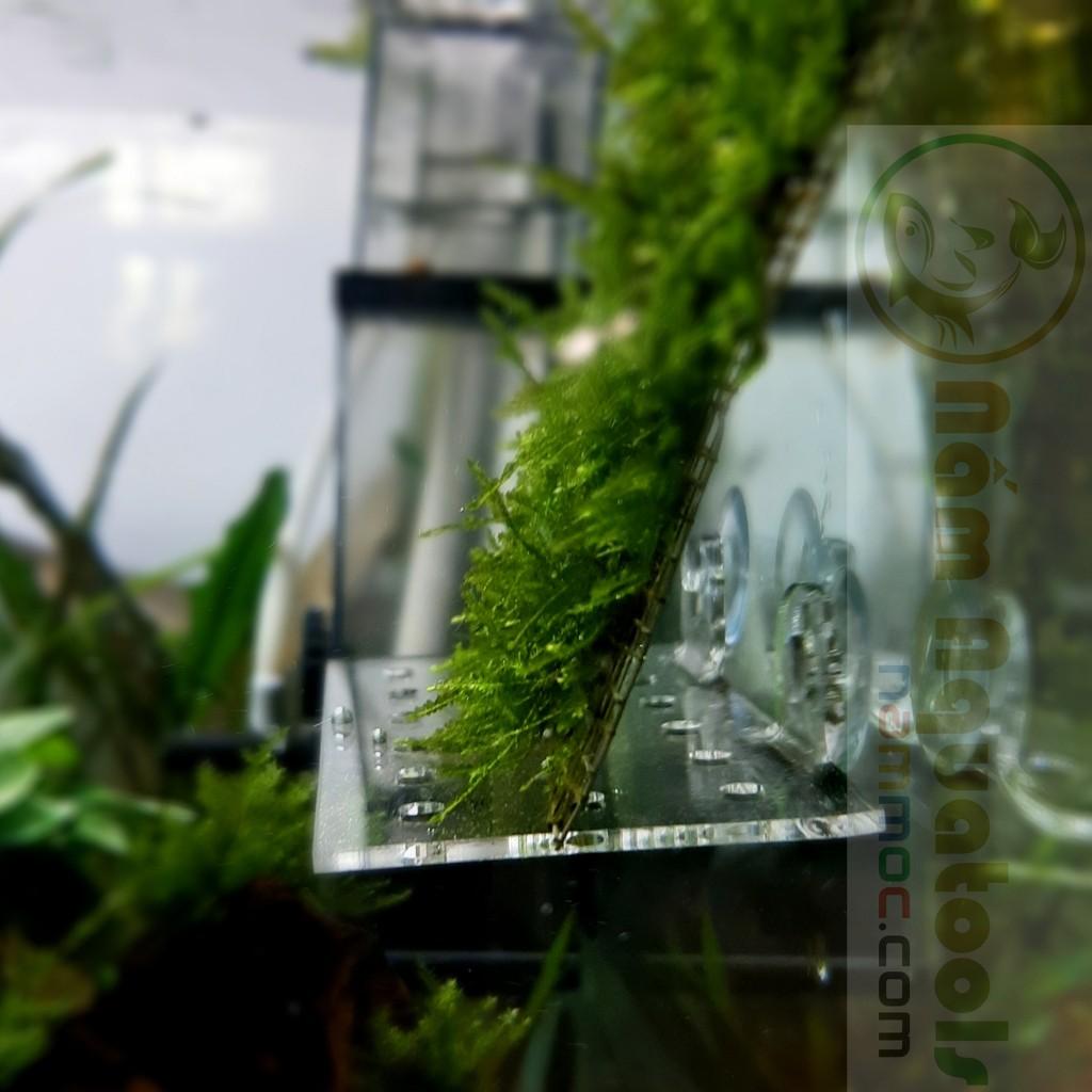Tấm Nâng Acrylic / Giá Đỡ Giá Thể Ươm Ráy, Bucep - Đỡ Vĩ Ươm Rêu Hít Thành Kính