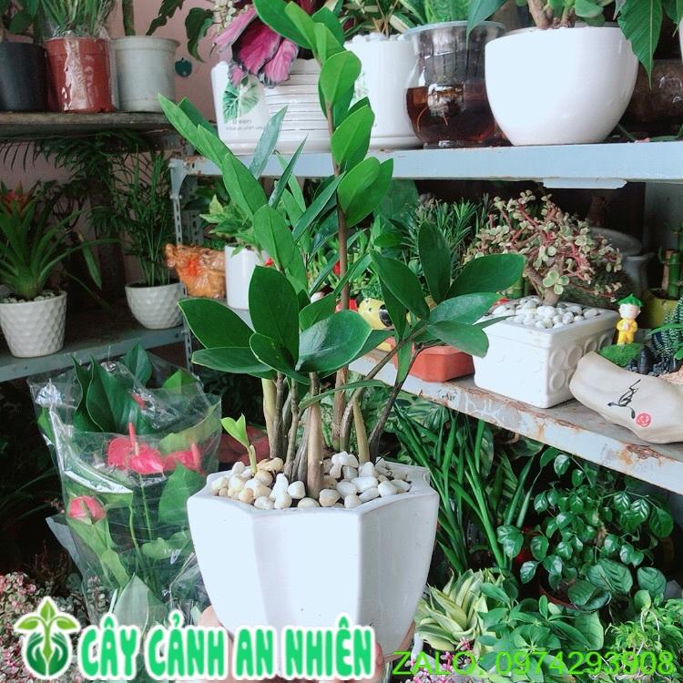 Chậu Kim Tiền Thái