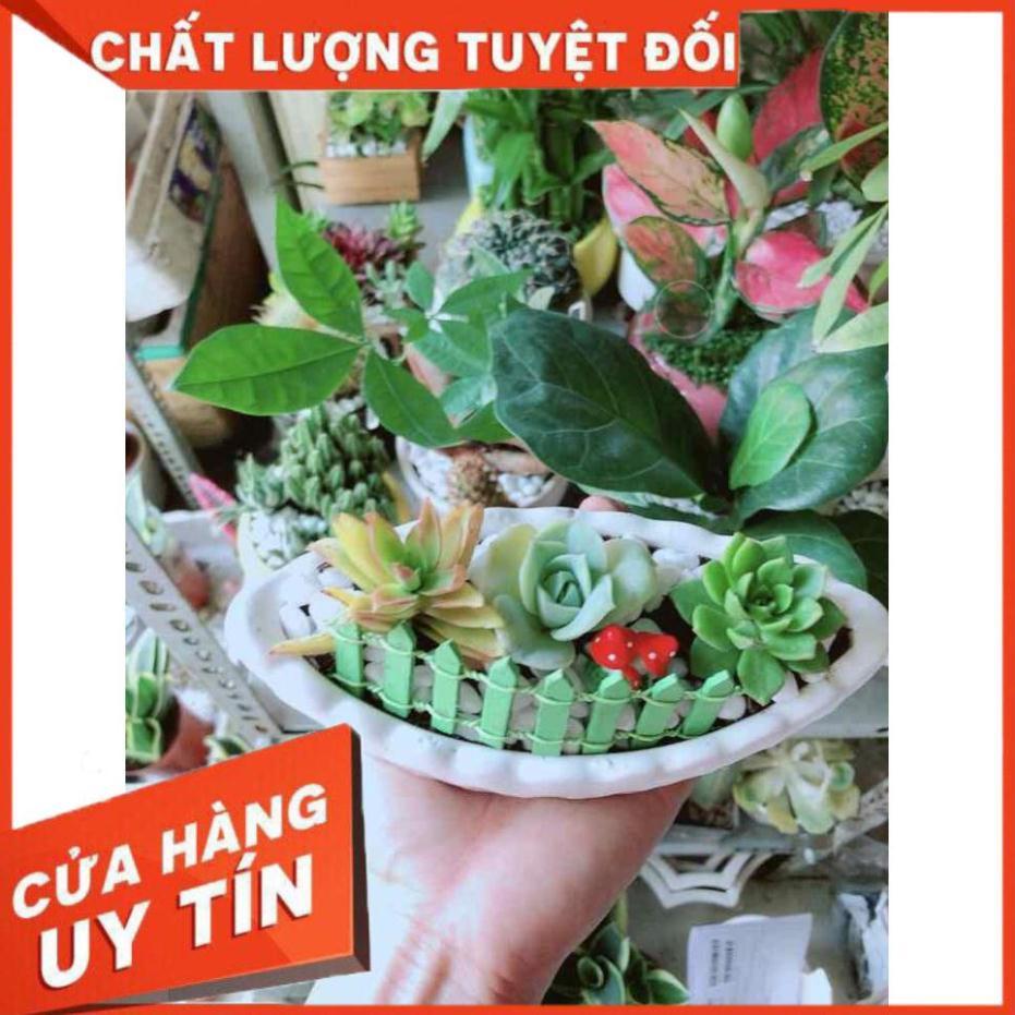 Chậu Sen Đá Nhiều Người Mua
